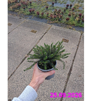 Erica darl. 'Mont Blanc' P 10,5